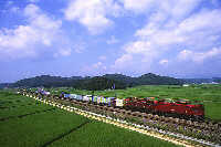 盛夏1999